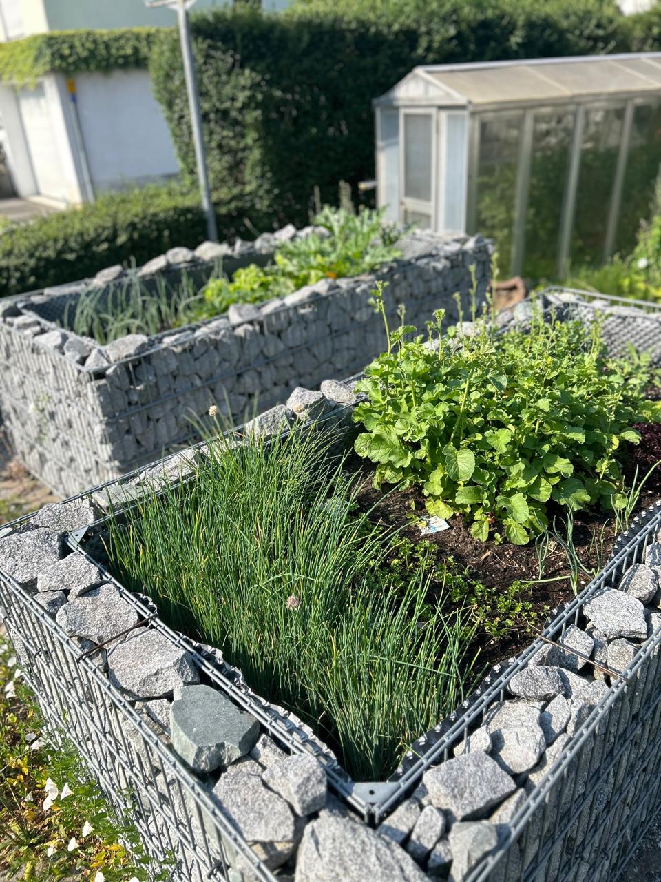Hochbeet Gabionen